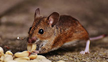 24 Hour & Emergency Exterminators in Basin, MS